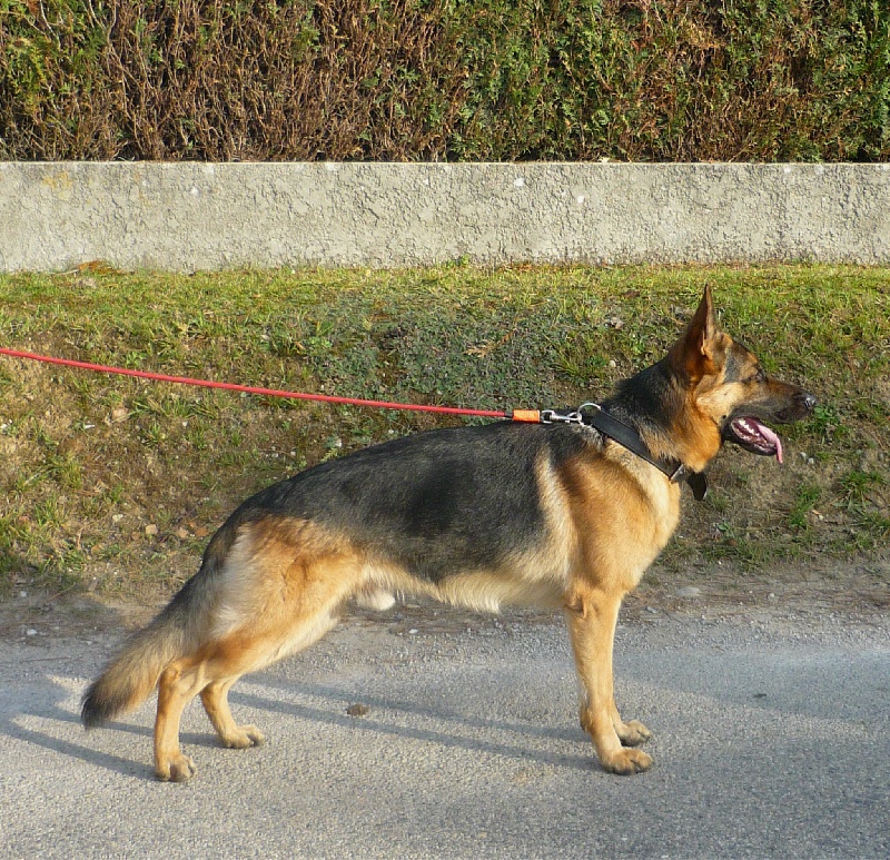 Forlan de la Gravona