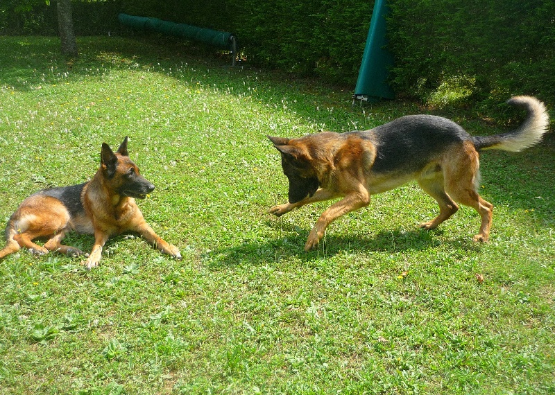 RUDY-ALOUNDRA-CINLEY-CODY JEUX ET COURSES POURSUITES ETE 2010-