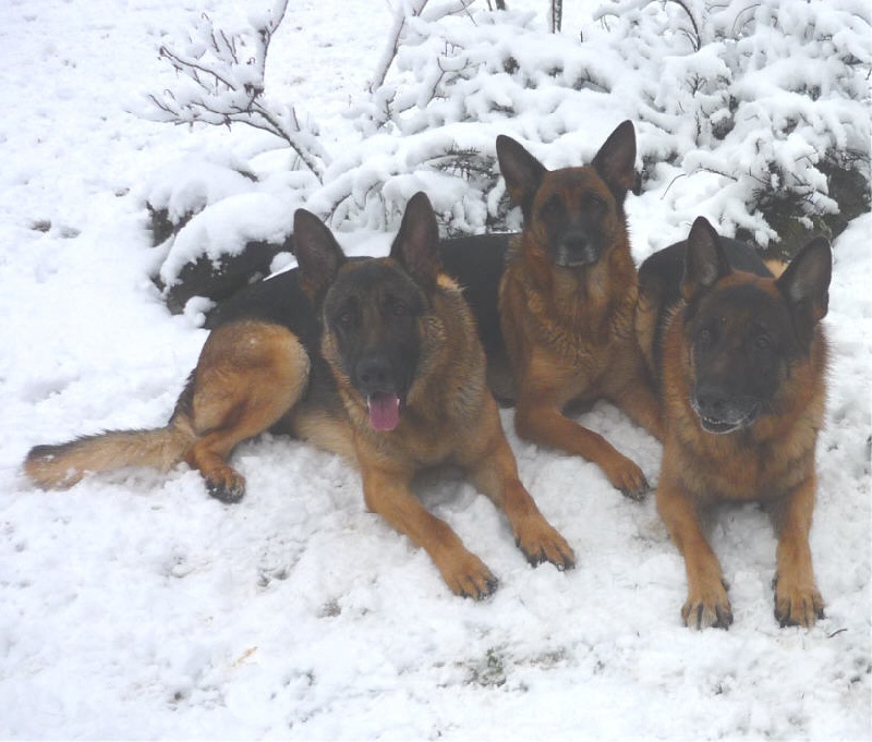 RUDY-ALOUNDRA-CINLEY-CODY-JEUX DANS LA NEIGE DECEMBRE-2010-